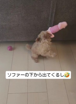 ソファーの下で遊んだり…