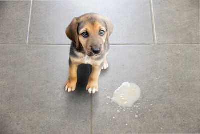 子犬と白い液体状のもの