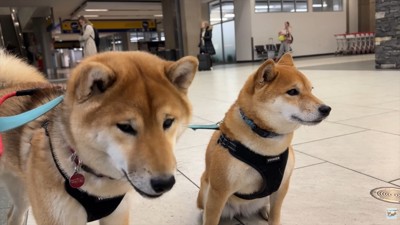ナラちゃん＆ソラくんとママの再会2