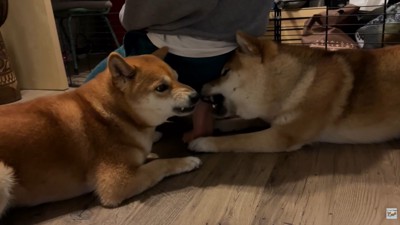 ナラちゃん＆ソラくんとママの再会⑩