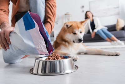 ごはんをもらう秋田犬