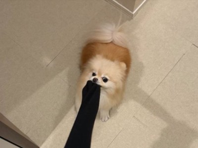 懸命