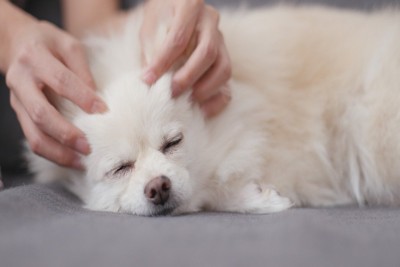犬の頭を両手で触る