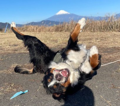 ヘソ天