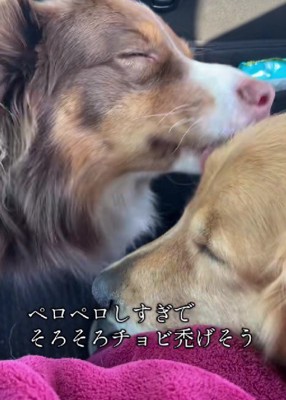 姉に甘えるコロちゃん