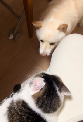 福丸くんと朔ちゃん3