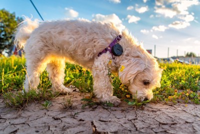 カーリーヘアーの犬、地面を嗅ぐ