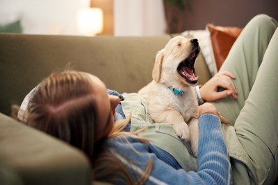 女性の体の上であくびする犬