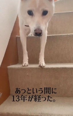 幸せなわんこの表情に！