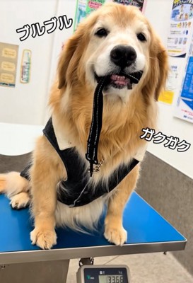 震える大型犬4