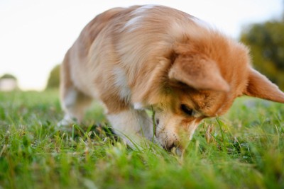 地面を嗅ぐコーギー