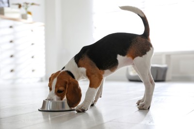 ご飯を食べる犬