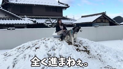 犬ゾリの本能が発動…!?