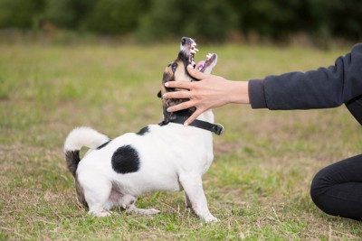 上を向く犬、犬の頬に手
