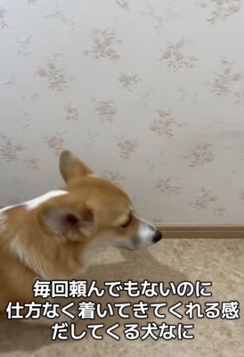 ついてきた！