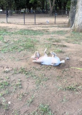 仰向けの犬1