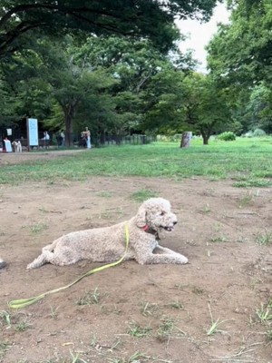 座る犬