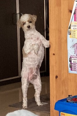 別犬