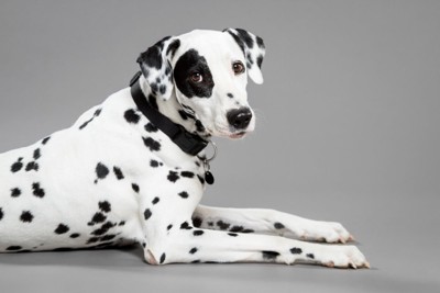 カメラを振り向く犬