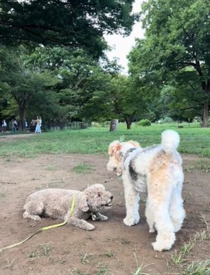 2匹の犬