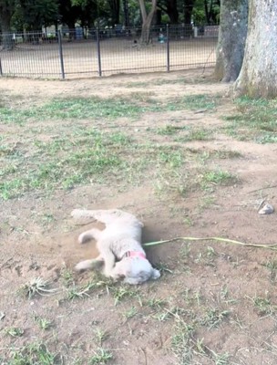 横向きの犬2