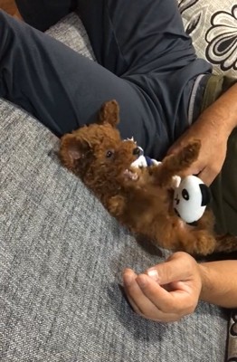 おもちゃで遊ぶムギちゃん