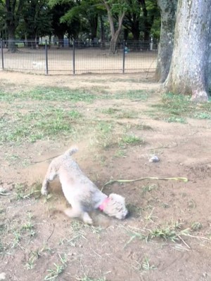 横向きの犬1