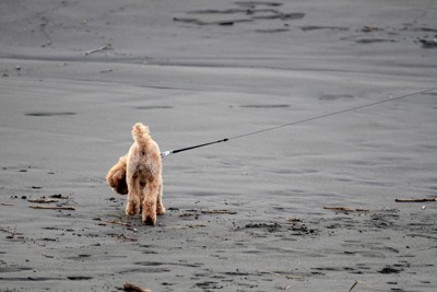 ビーチの犬