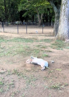 仰向けの犬2