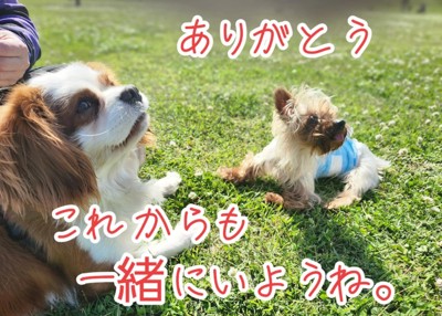 外で寛ぐ2匹