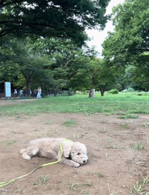 伏せる犬