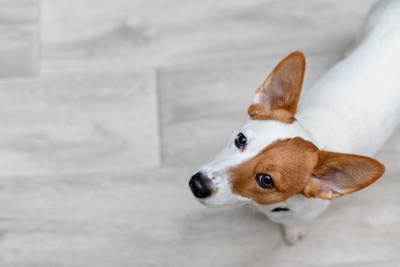 見上げている犬