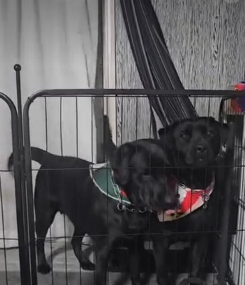 こちらを見る犬2