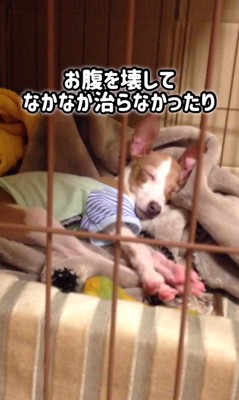 とらきち君のビフォーアフター4