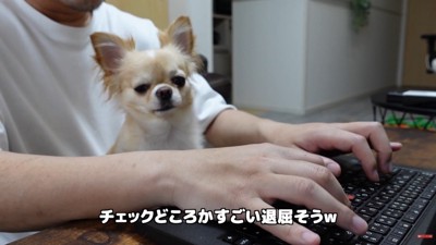 お仕事中に甘えるみるくちゃん4