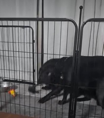 縄を取り合う犬2