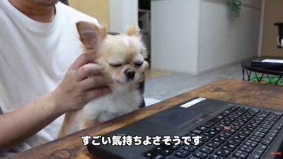 お仕事中に甘えるみるくちゃん6