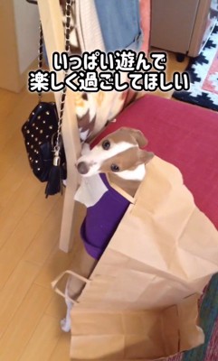 とらきち君のビフォーアフター7