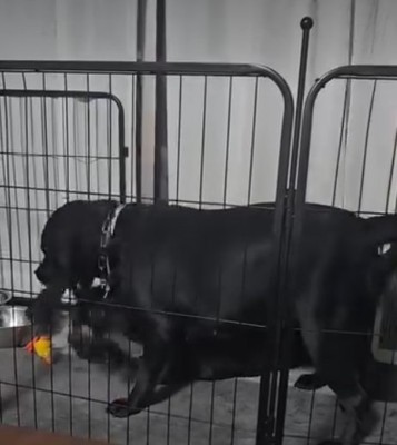 縄を取り合う犬1