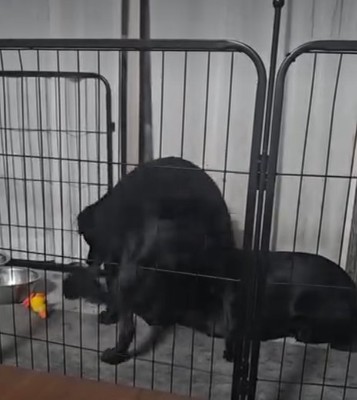 縄を取り合う犬4