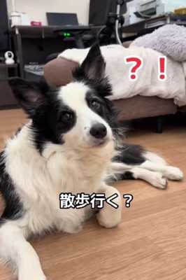 「お散歩行く人～？」