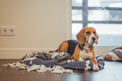 クッションを破壊する犬
