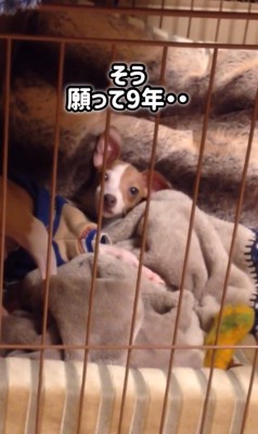 とらきち君のビフォーアフター8