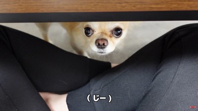 お仕事中に甘えるみるくちゃん2