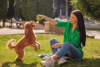 公園で遊びながらトレーニングする犬
