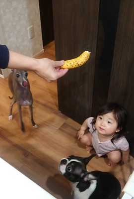 バナナを欲しがる赤ちゃんとワンコたち3