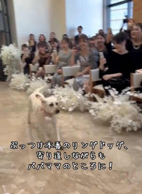 バージンロードを元気に歩く犬