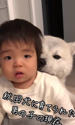 秋田犬に育てられた男の子