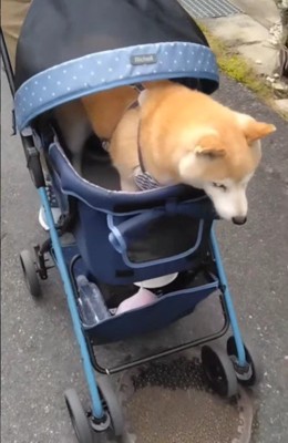 どこへ行くにも一緒♪