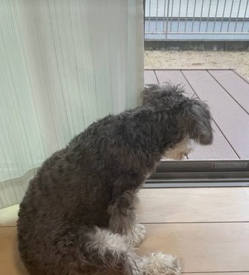 窓の外を眺める子犬